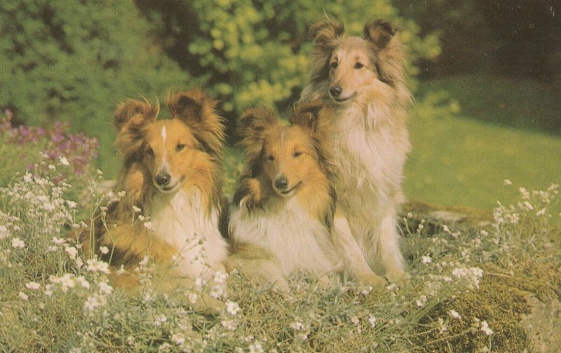 COLLIES, Dogs - Vintage POSTCARD