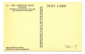 CT - Windsor. Apple Blossoms