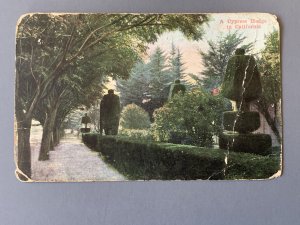 A Cypress Hedge In California CA Litho Postcard A11508091220