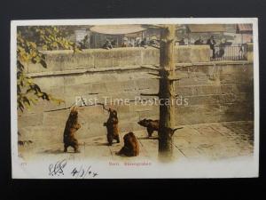 Switzerland BERN Bärengraben or Bear Pit c1904 Postcard