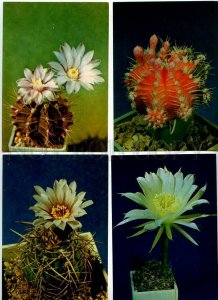 254031 Cacti Cactus photo Trubitcin SET of 24 Old postcards