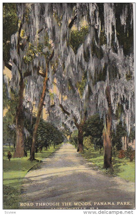 Road Through The Woods, Panama Park, JACKSONVILLE, Florida, 1900-1910s