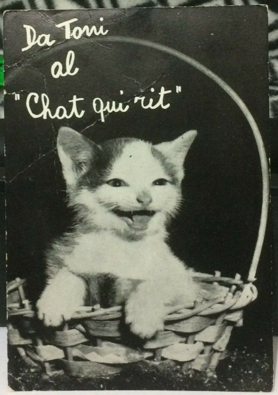 Postcard Animal Cat Da Toni Al Chat Qui Rit Unposted Hippostcard