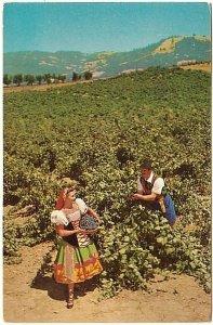 Italian Swiss Colony Vineyard, Asti, California, Vintage Chrome Postcard