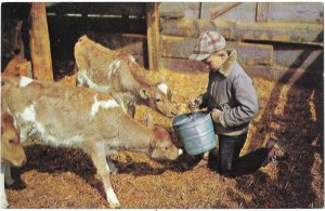 Cute Little Boy Feeding the Calves on the Farm