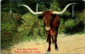 Vtg Postcard Pre-1910 Texas Long Horn Steer Width of Horns 9 Ft. 6 In