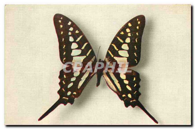 Postcard Old Papilio Antheus Africa
