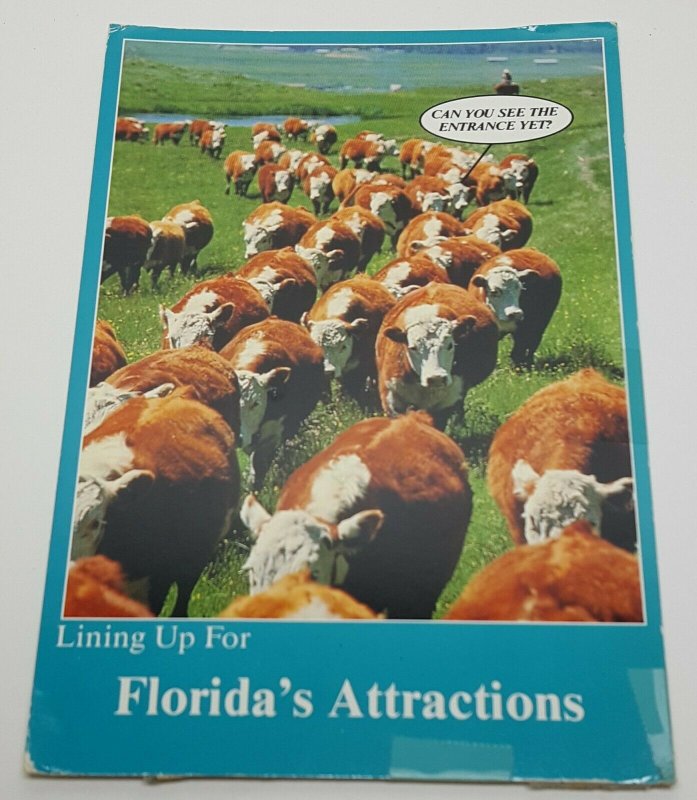 Cows Florida Vintage Postcard