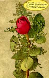 Rose