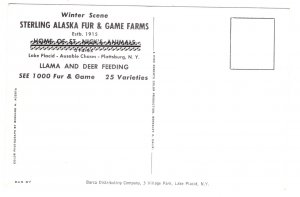 Sterling Alaska Fur & Game Farms, Ilama, Deer in Winter, Plattsburg New York,