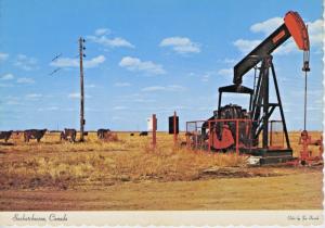 Saskatchewan SK Sask Oil Cattle Pumpjack Livestock Cows Energy Postcard D24