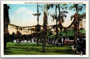 Vtg Florida FL Pine Trees Covered With Spanish Moss & Flame Vine 1920s Postcard
