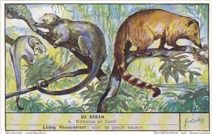 Liebig Trade Card S1620 Bears No 6 Kinkajoe and Coatimundi Bear