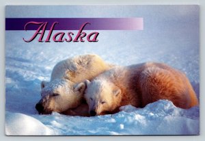 Polar Bear Sow & Cub Sleeping on Ice Alaska 4x6 Postcard 1815