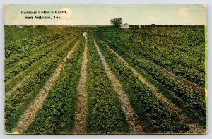 San Antonio Texas~Famous Collins Farm~Rows of Collard Greens~c1910 Postcard