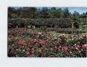 Postcard Raleigh Rose Garden, Raleigh, North Carolina