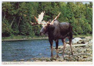 King of the Canadian Forest -