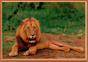 Lion Kruger National Park South Africa