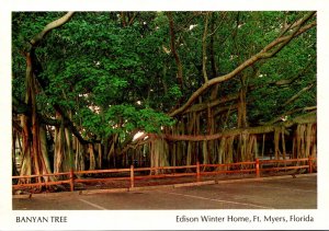Florida Fort Myers Banyan Tree At Edison Winter Home