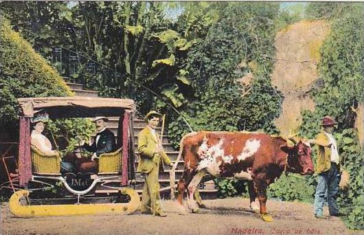 Ox Team With Cart Madeira Carro De Bois