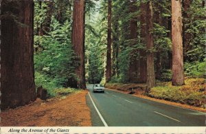 USA Along The Avenue Of The Giants California Vintage Postcard BS.09