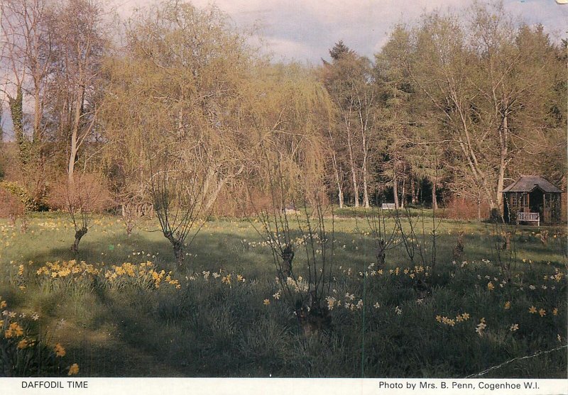 Daffodil time picturesque countryside area Postkarte