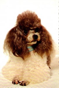 Dogs The Poodle