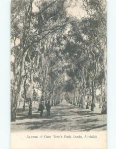 Unused Divided-Back AVENUE OF GUM TREES AT PARK LANDS Adelaide Australia c8142