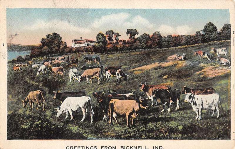 Bicknell Indiana Cow Pasture Greeting Antique Postcard K100149