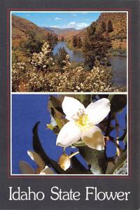 Idaho State Flower - Syringa