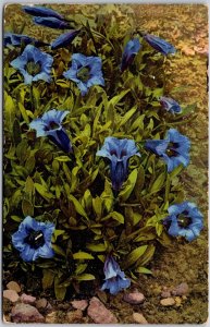 1910's Gentiana Acaulis Flower Birthday Greetings & Wishes Card French Postcard