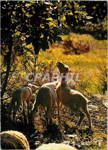 Postcard Modern Cevennes Lambs broutang of chestnut shoots