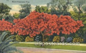 Royal Poinciana Tree - Misc, Florida FL  