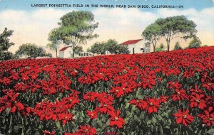 SAN DIEGO, CA California  POINSETTIA~World's Largest Field FARM c1940's Postcard