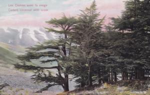 Lebanon Cedar Trees In Snow Winter Antique Postcard