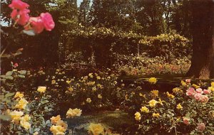 Rose Garden Burrwood, Cold Spring Harbor - Long Island, New York NY