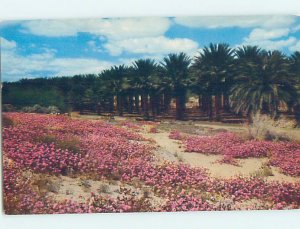 Pre-1980 NATURE SCENE Palm Springs - Near Anaheim & Los Angeles CA AD6221