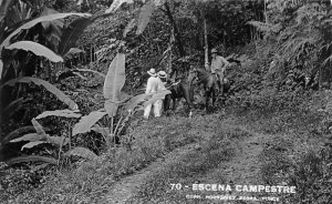 Ponce Puerto Rico Escena Campestre Horse Riding Real Photo Postcard AA68606