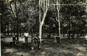 PC CPA SINGAPORE MATURE RUBBER TAPPING METHOD   REAL PHOTO Postcard(b24931)