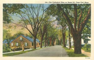 Cape Cod Massachusetts Cathedral Elms on Route 6A Linen Postcard Unused