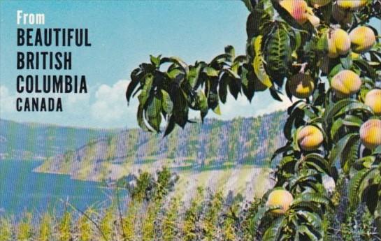 Canada Peach Orchards In Okanagan Valley British Columbia