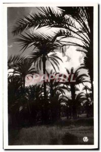 Postcard Modern L & # 39Afrique North Picturesque La Palmeraie At Crepuscule