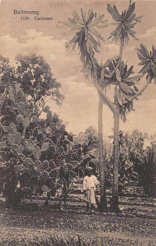 Buitenzorg Indonesia Tall Cactus  Antique Postcard J45374