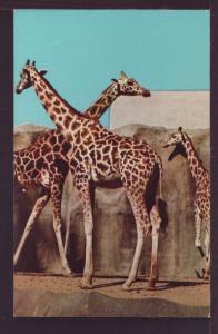 Giraffe San Diego Zoo Post Card 3333