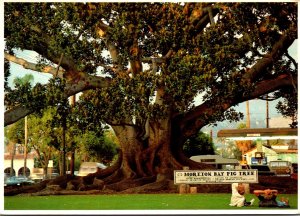 California Santa Barbara Moreton Bay Fig Tree
