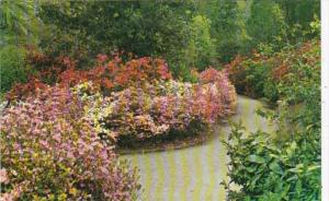 South Carolina Charleston Magnolia Gardens Beautiful Azaleas Along Walking Path