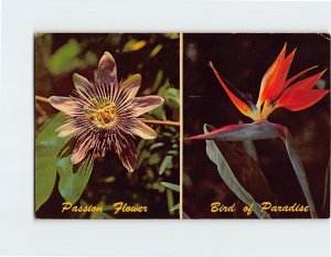 Postcard Passion Flower and Bird of Paradise, Florida