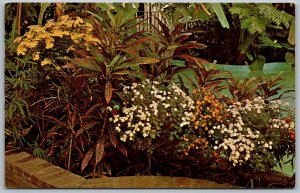 Pittsburgh Pennsylvania 1950s Postcard Fall Flower Show Phipps Conservatory
