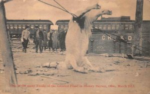 DAYTON OHIO FLOOD DISASTER TRAIN DEAD HORSE POSTCARD (1913)