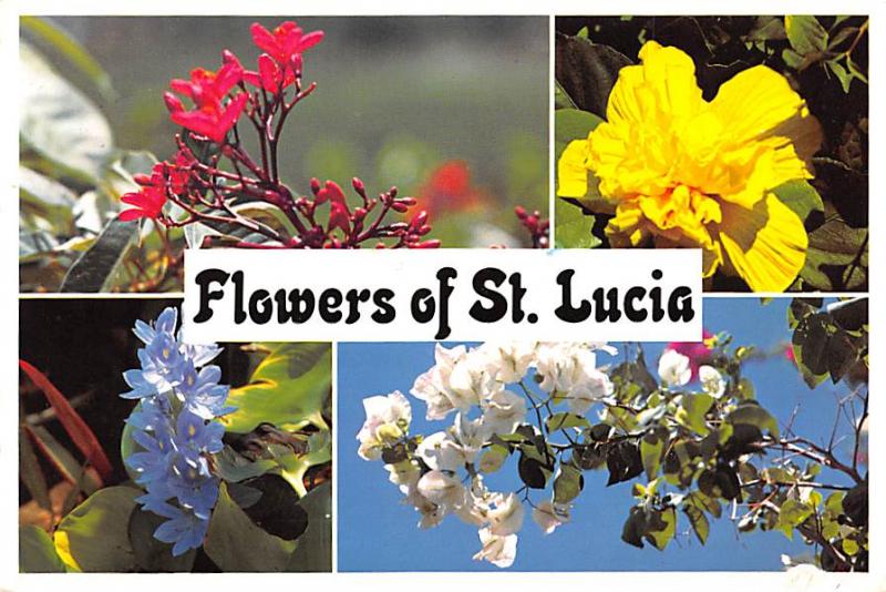 Flowers of St Lucia - 